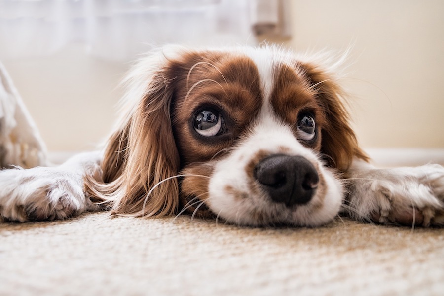 hund kæledyr hvalp