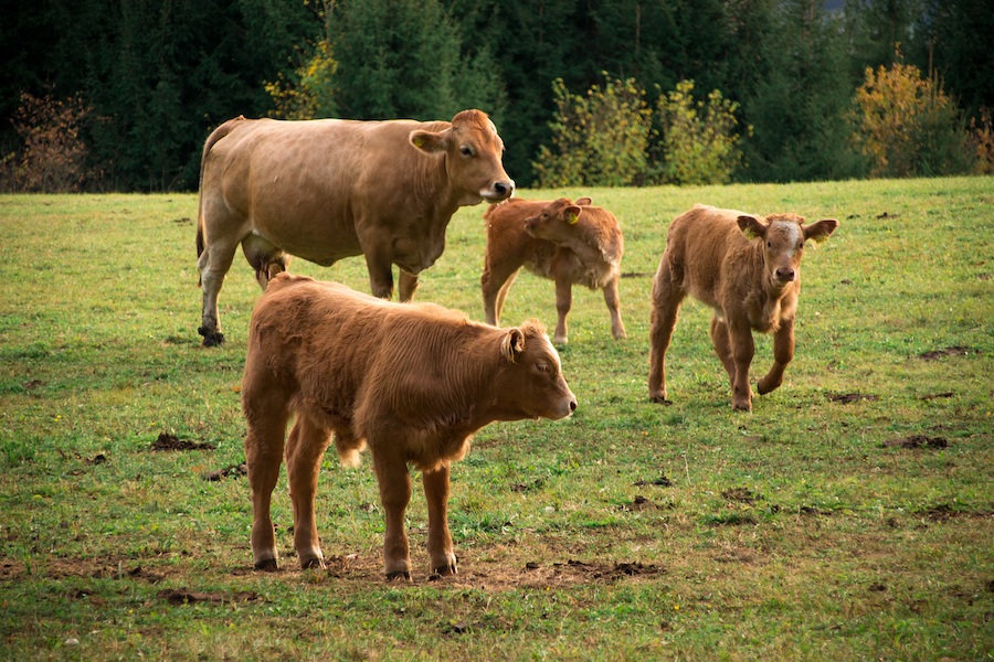 køer ko græs landbrug danmark natur dyr