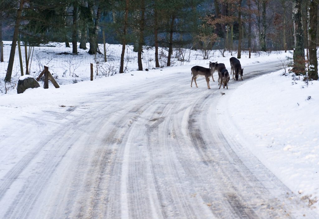 hjorte sne vinter