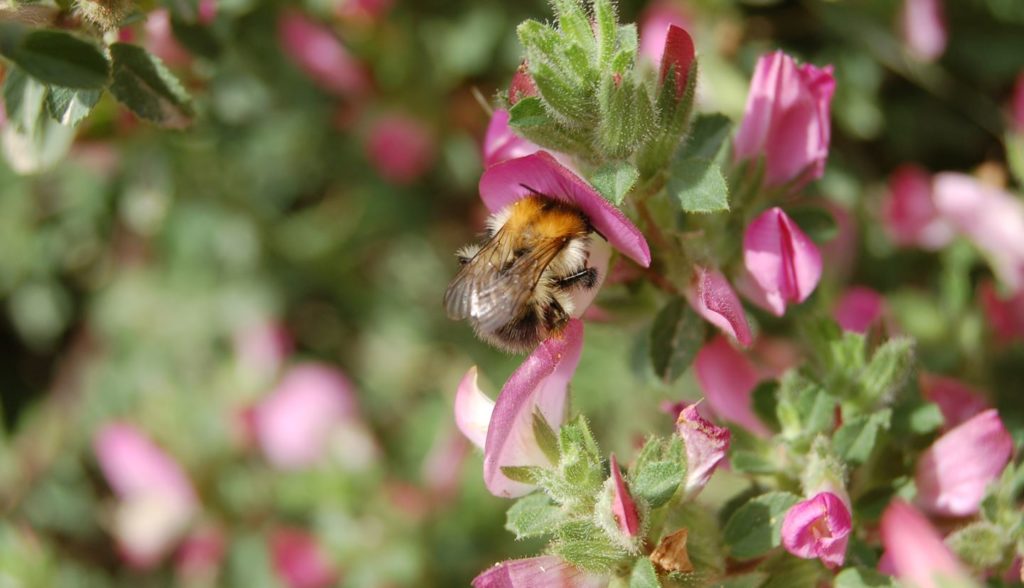 blomster bier