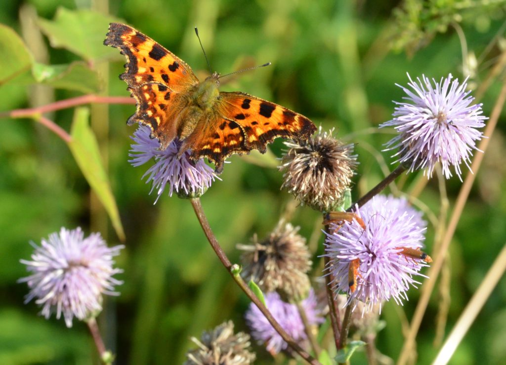 sommerfugl natur haven