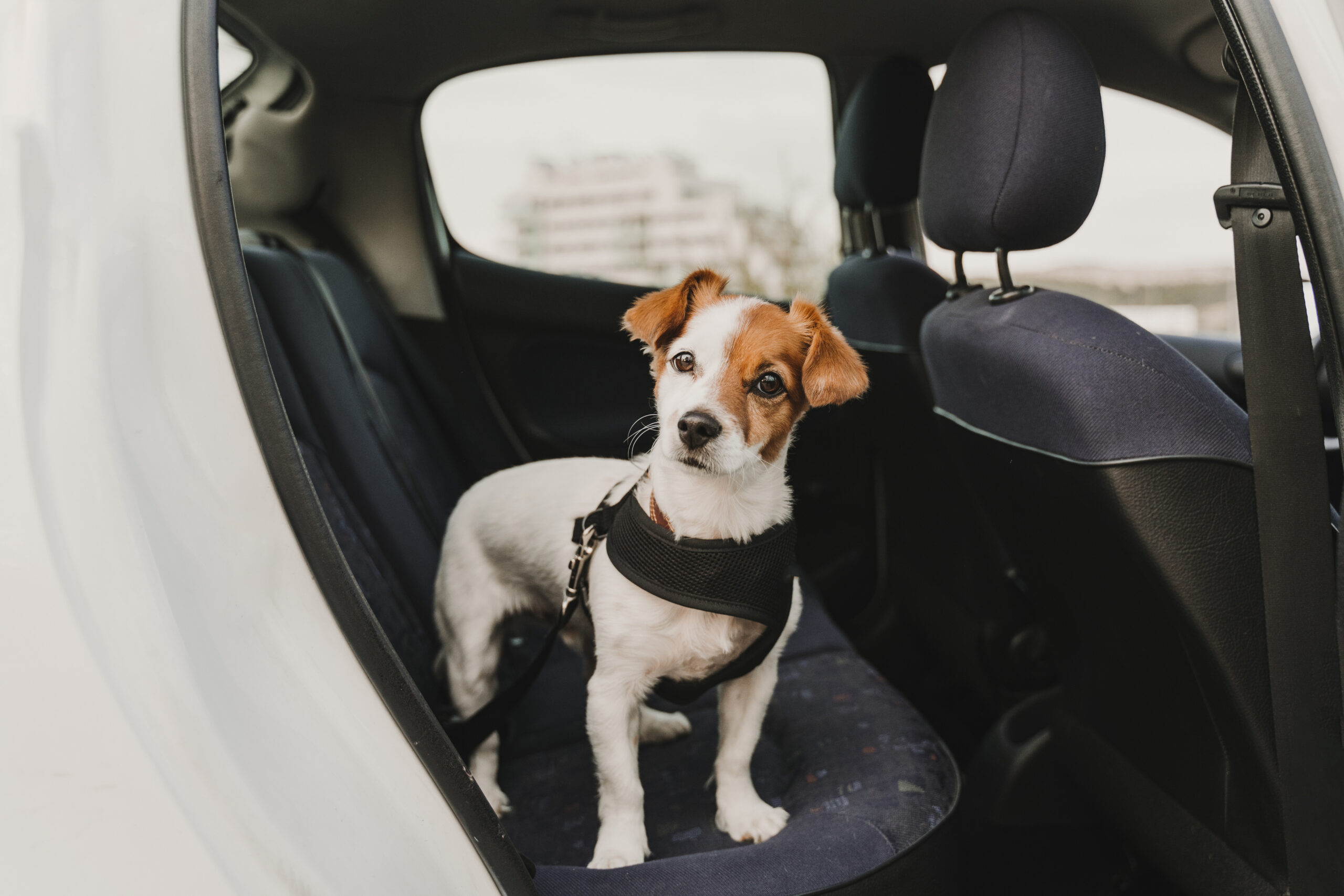 leje svejsning Blive ved Inden bilferien: Løs hund på bagsædet kan være livsfarligt - 24NYT